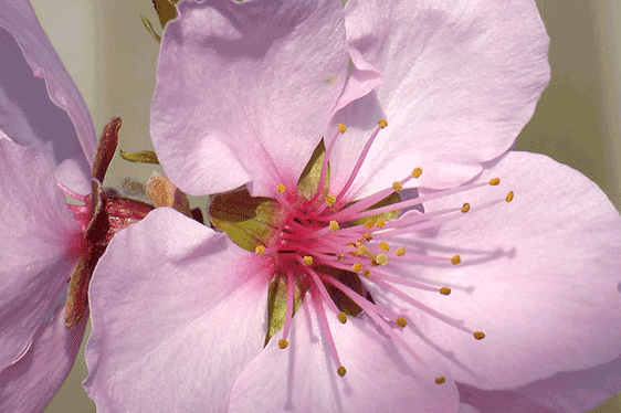 Haus Mandelblüte